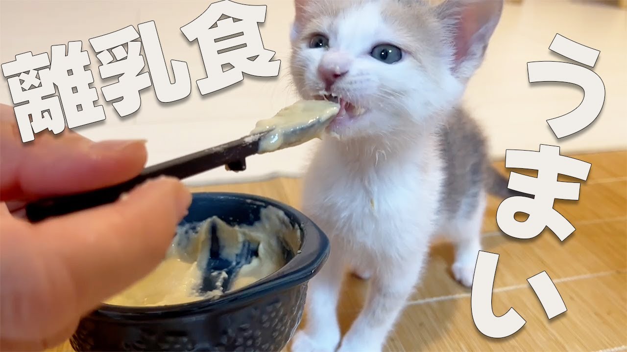 子猫に初めての離乳食！おいしすぎて無我夢中！【保護猫・元野良猫】