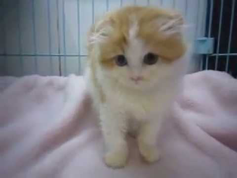 スコティッシュフォールドのロングの耳折れのレッド＆ホワイトの男の子No 17028