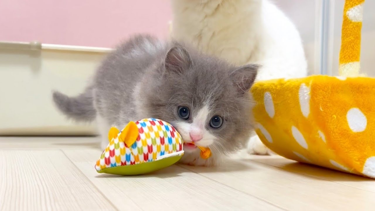 【マンチカンの子猫】子猫達がママと遊ぶ日常の件 ～猫のいる生活Vol.997～出産動画 マンチカン短足・ミヌエット・ペルシャ猫専門ブリーダー『ペット蔵人』【子猫の成長記録】