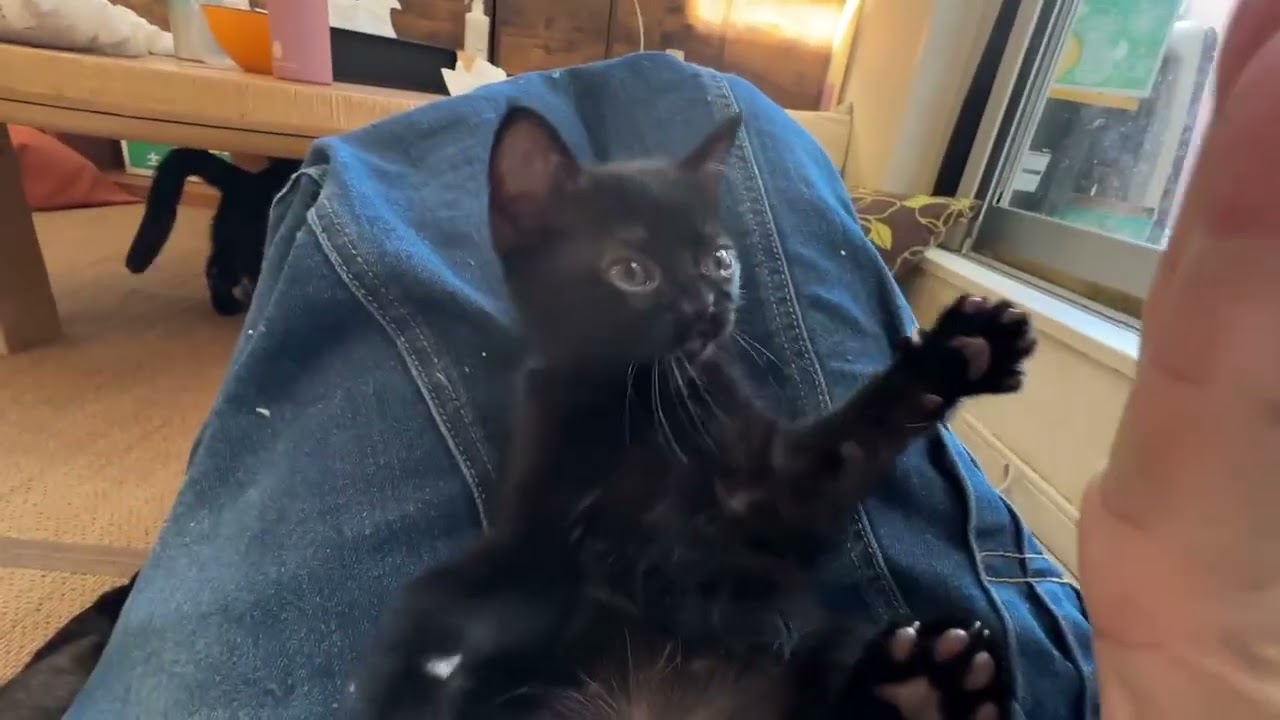 ボンベイ ブラックダイヤモンド💎抱っこ出来る黒豹です❤