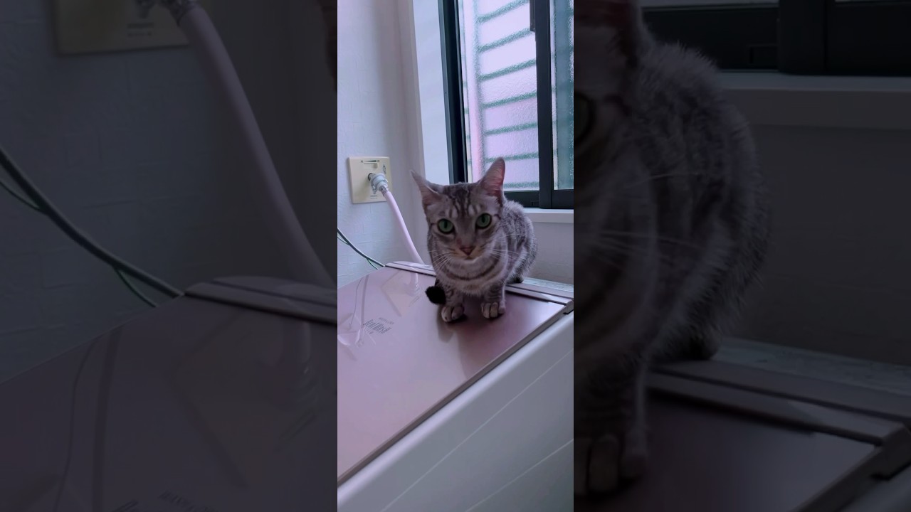 シンタローがお風呂で鳴いてるので心配そうにしてるユキオさん#cat #catcute #ベンガル #癒し動画 #ocicat #bengalcat #お風呂#猫の鳴き声