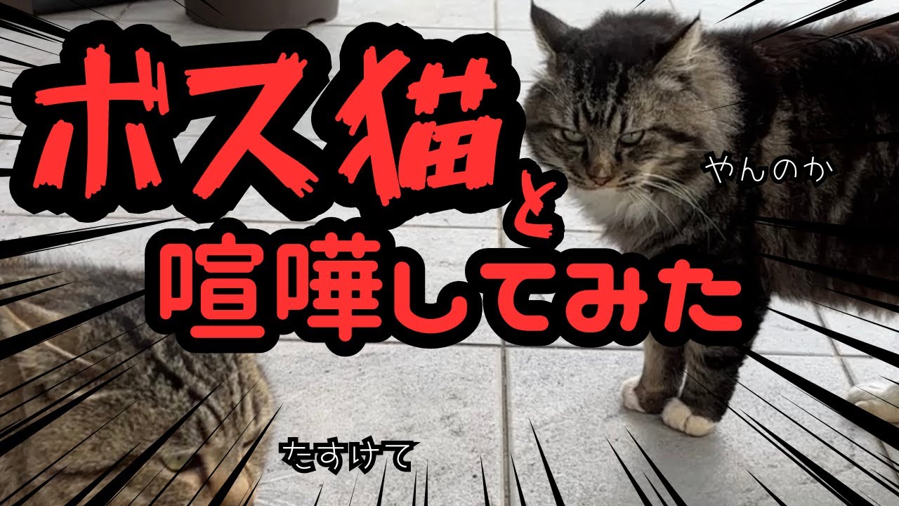 【第二話】野良猫にさわりたい（野良猫保護）