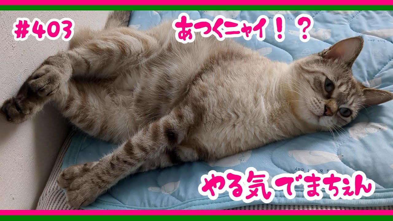 暑いと足癖が悪くなる猫#403