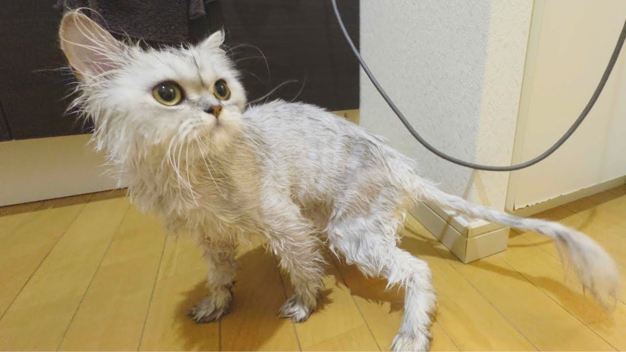 【ペルシャ猫】サマーカットで小さくなった猫がお風呂でさらに小さくなっちゃいました…ｗ
