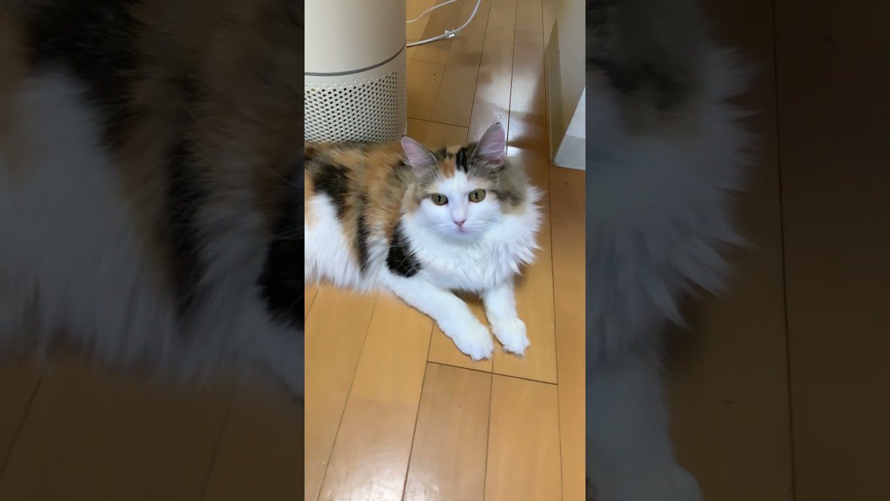 本編は関連動画から #cat #猫のいる暮らし  #ノルウェージャンフォレストキャット