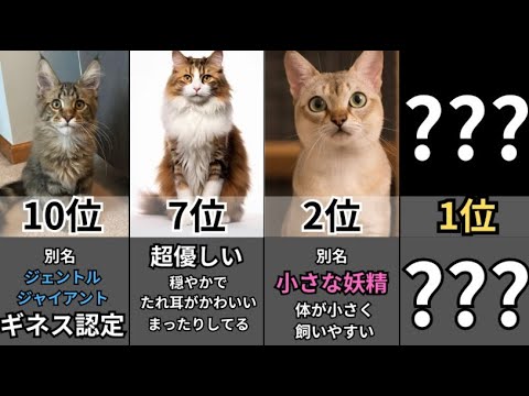 【決定版】最も飼いやすい猫種ランキングTOP10 【2024完全版】