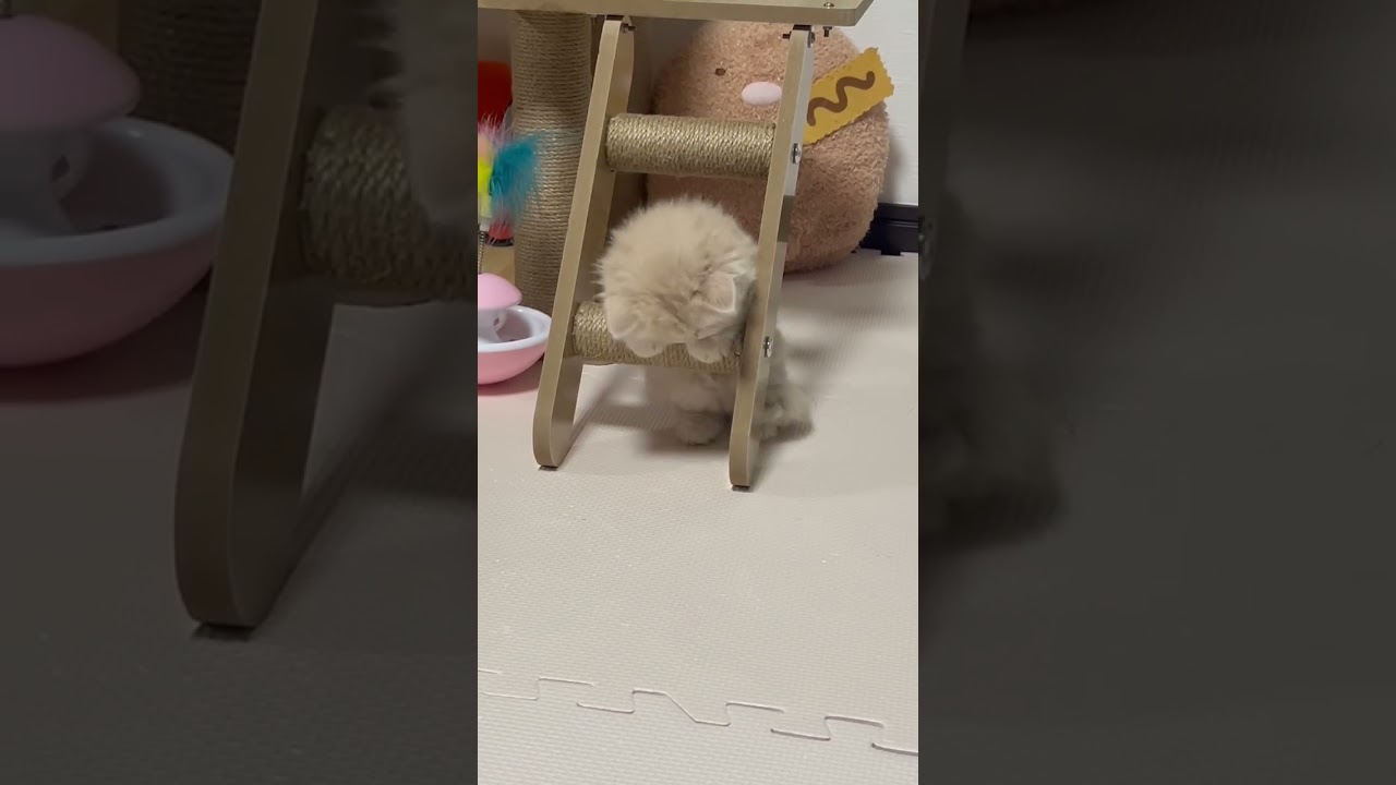 スコティッシュフォールド 人気のクリーム系♪まん丸お目々の女の子♪