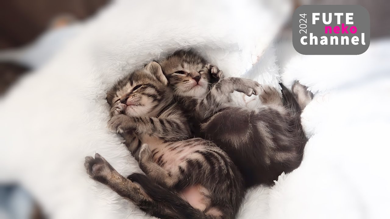 広々テントにお引越しした子猫達の反応は…【保護子猫】