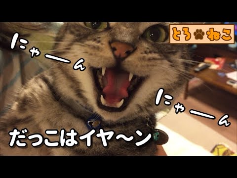 【アメリカンショートヘア】アメショーは抱っこが嫌い？激しく抵抗する猫【アメショー】