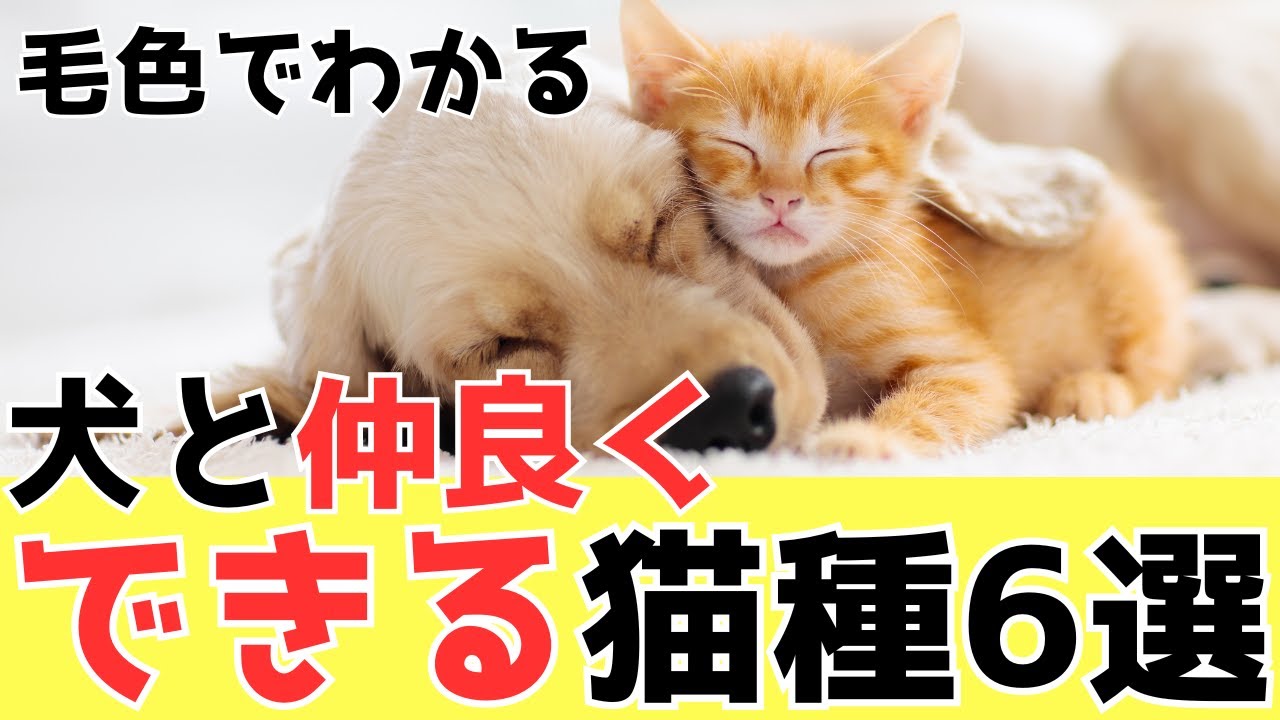 【犬と猫一緒に飼える？】オススメ猫種６選と飼うコツ