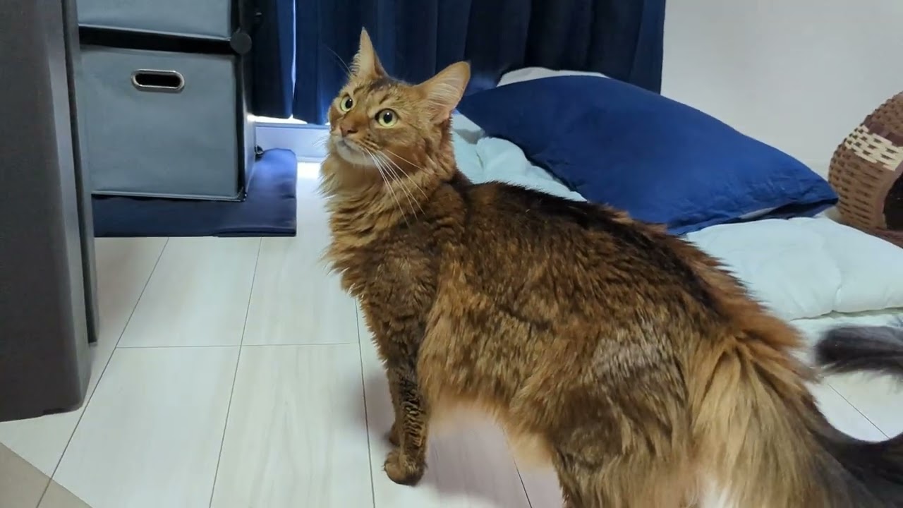 【930日目】お部屋ふらふら #ソマリ #cat