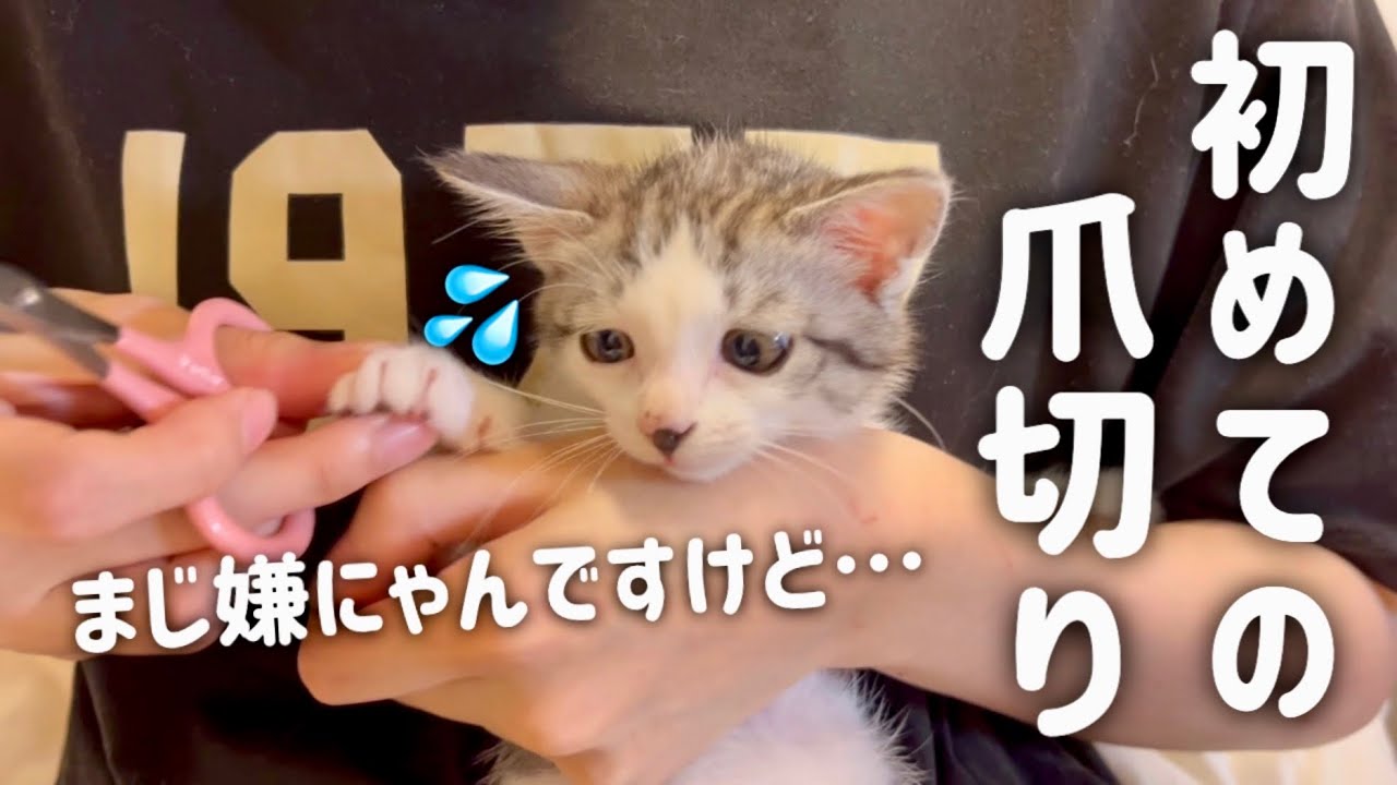 初めて爪切りされる子猫の表情が可愛いすぎる…【保護猫/捨て猫】