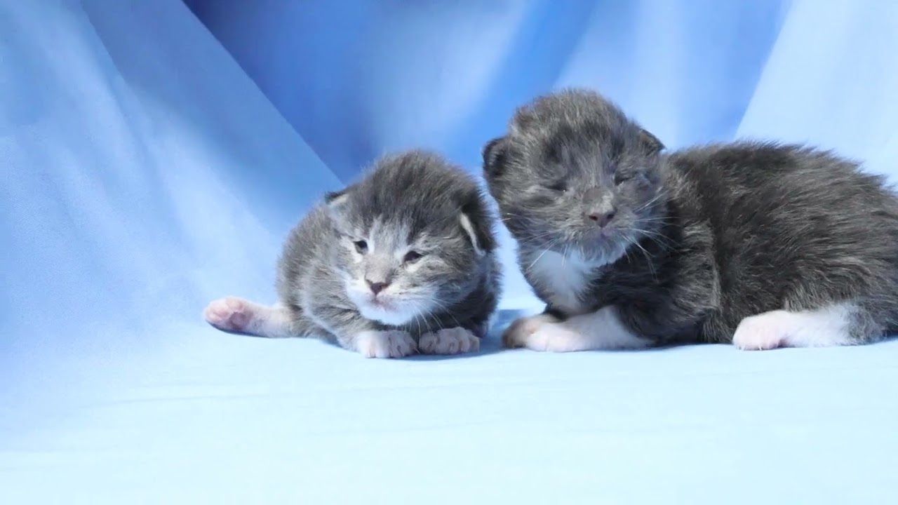 生後10日メインクーンの子猫達