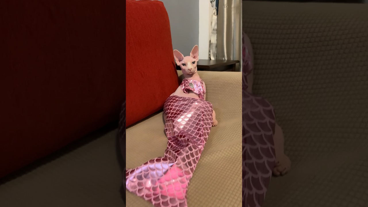 人魚姫に変身した毛のない猫【スフィンクス猫】