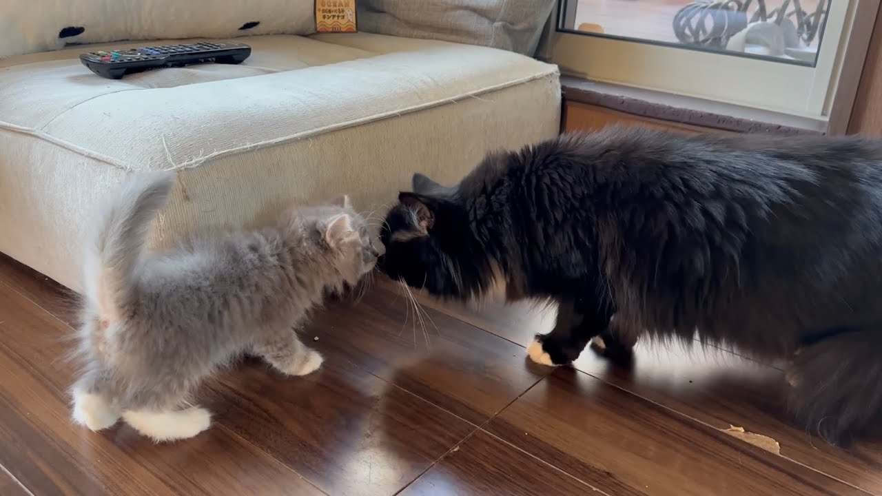 先住猫に威嚇されても近付く子猫　サイベリアンThe kitten approaches even when threatened by the resident cat. Siberian