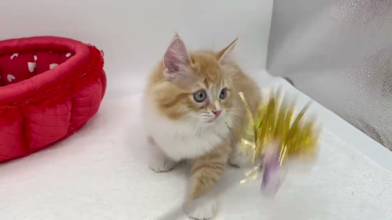 マンチカン 人気カラー❤️可愛い男の子✨（毛色：レッドタビー&ホワイトト）