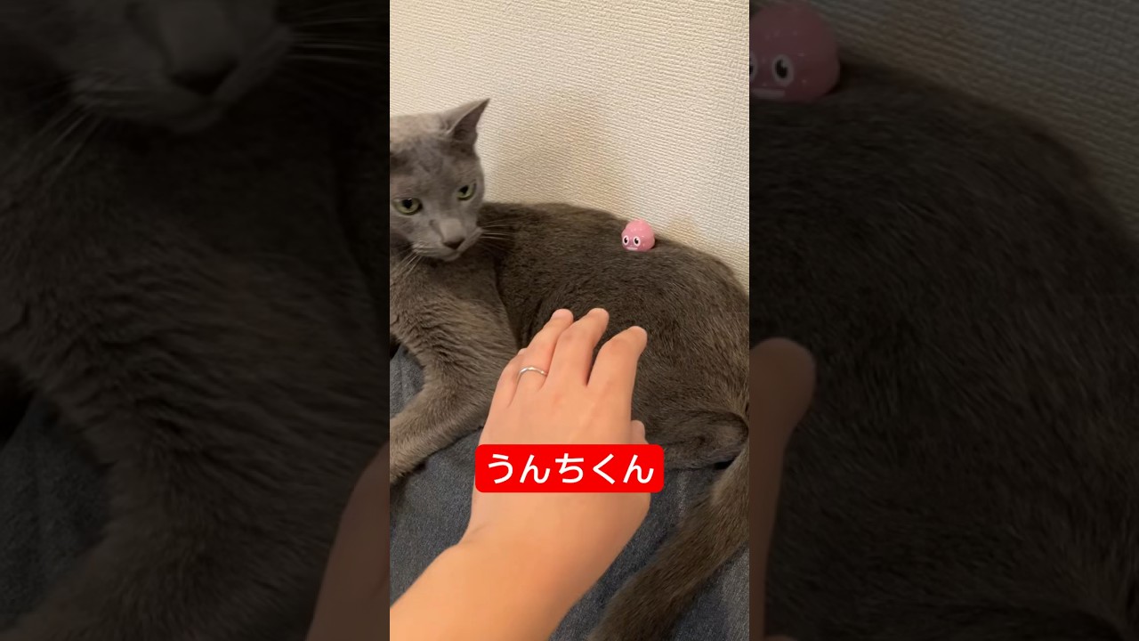 わいのうんち君や#cat #russianblue #ロシアンブルー #猫好きさんと繋がりたい #猫