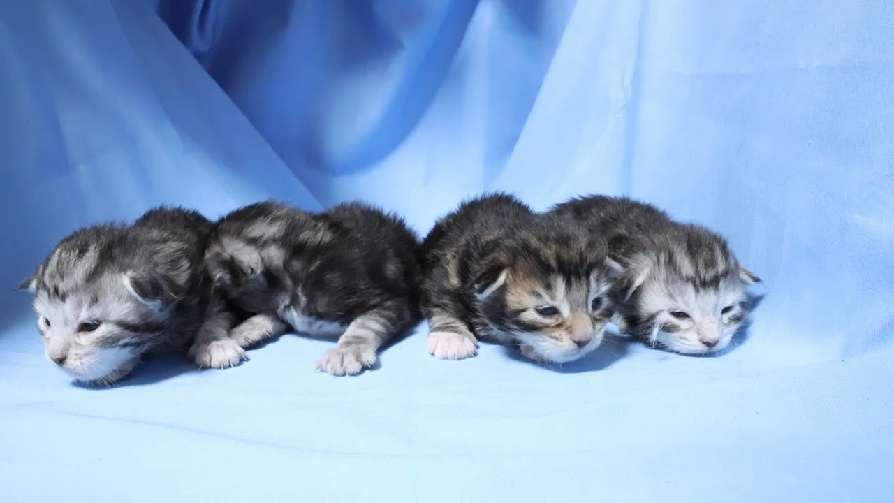 生後10日メインクーンの子猫たち