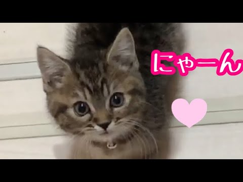 【生後2ヶ月の子猫】鳴き声が可愛すぎる🐾