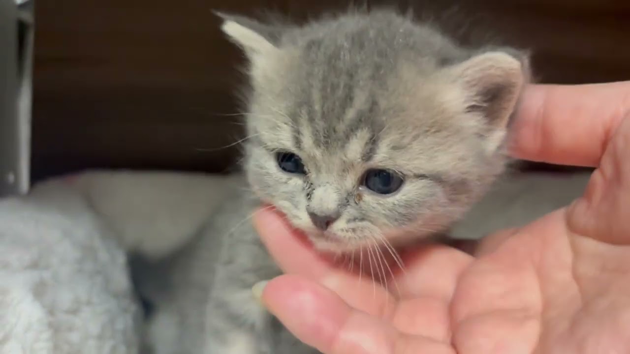 スコティッシュフォールド キュートな女の子