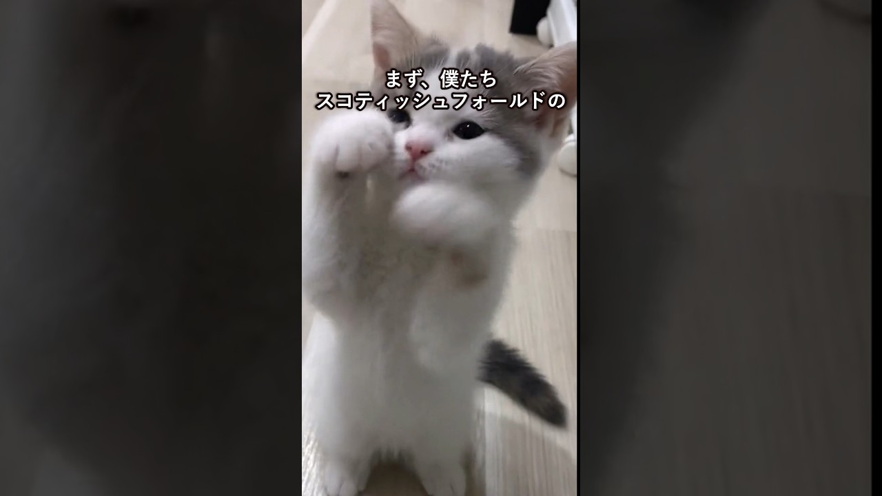 スコティッシュ・フォールドの可愛さがわかる1分解説