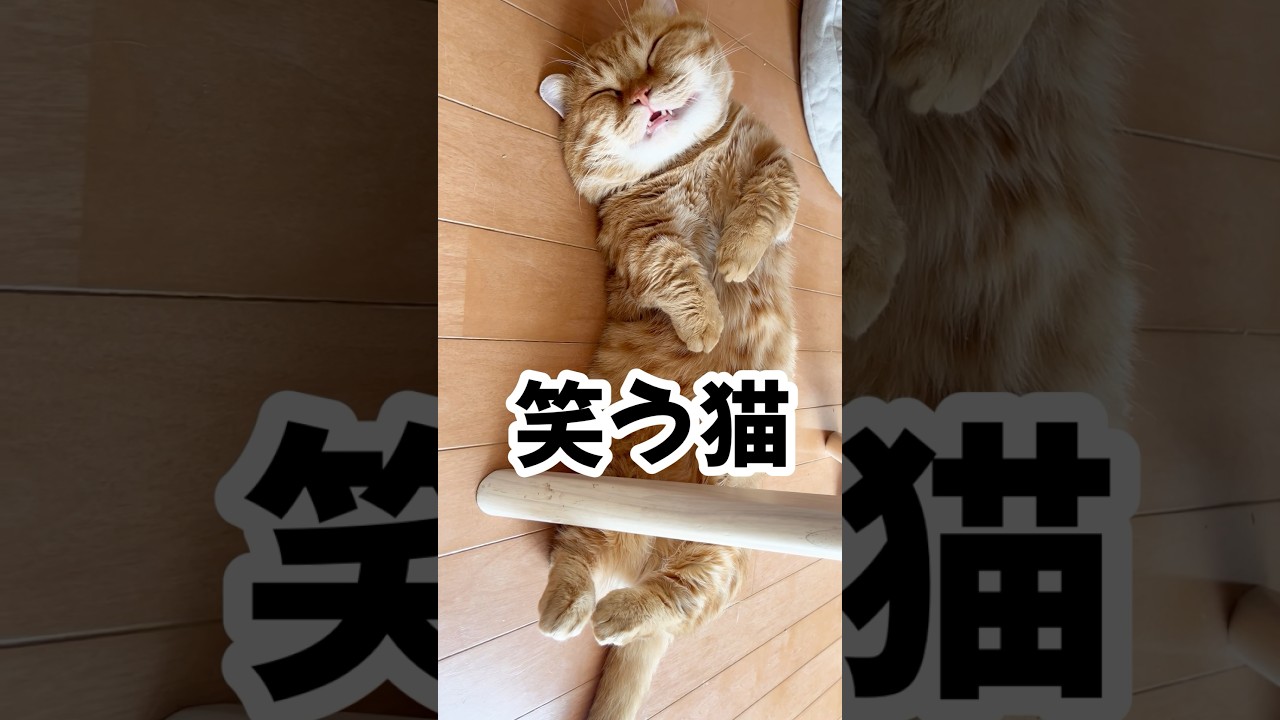 笑う猫。 #笑う猫 #マンチカン #shorts