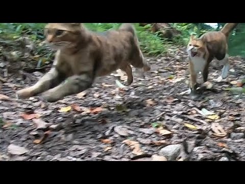 機嫌の悪い妹猫と距離を置いて散歩する姉猫