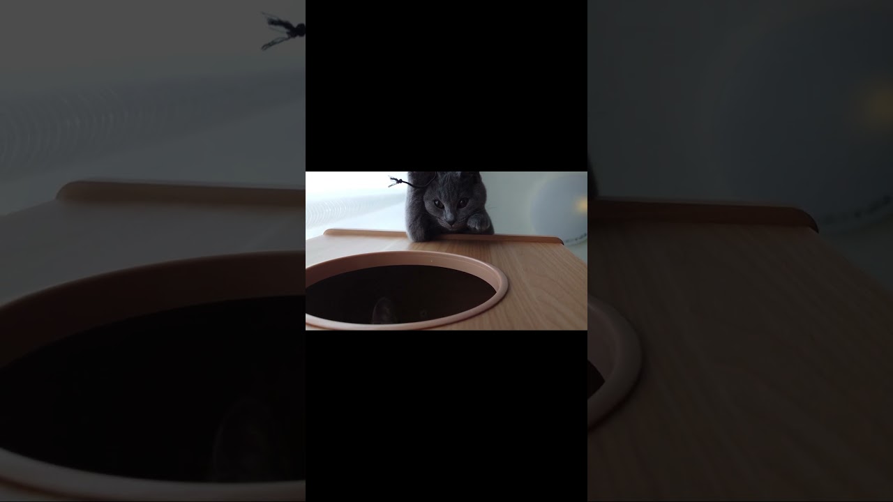 【猫動画】お互いの様子が気になる猫たち #shorts #猫 #猫動画 #cat #ネコ #ねこ #保護猫 #シャルトリュー
