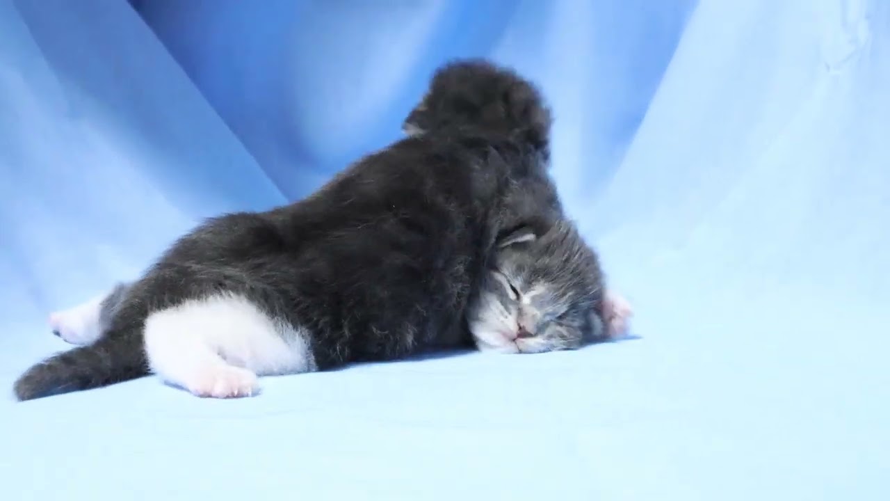 生後10日メインクーンの子猫達