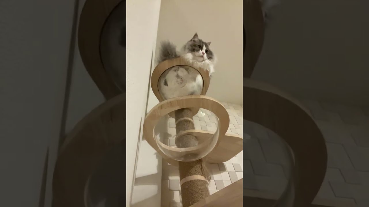キャットタワーから猫が居なくなったら即終了チャレンジ