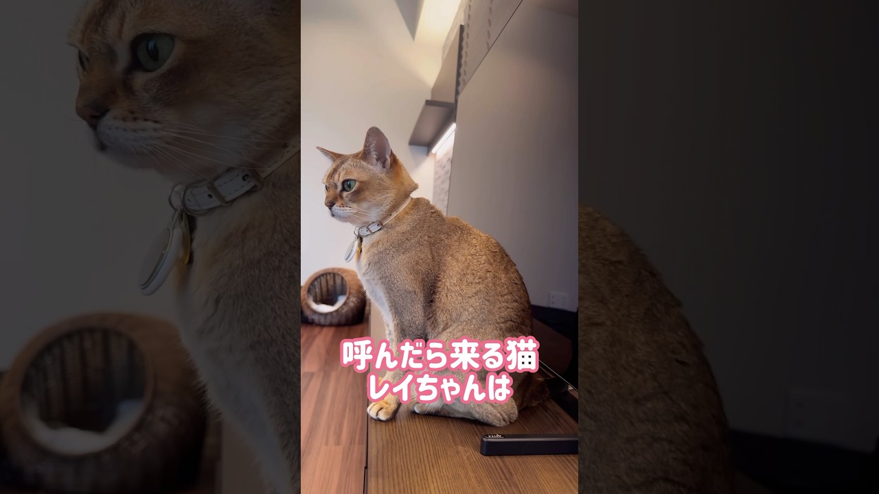 なでるまでついて来るレイちゃん #シンガプーラ #cat #shorts