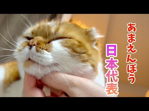 ネコハラがすごい甘えん坊スコティッシュフォールド