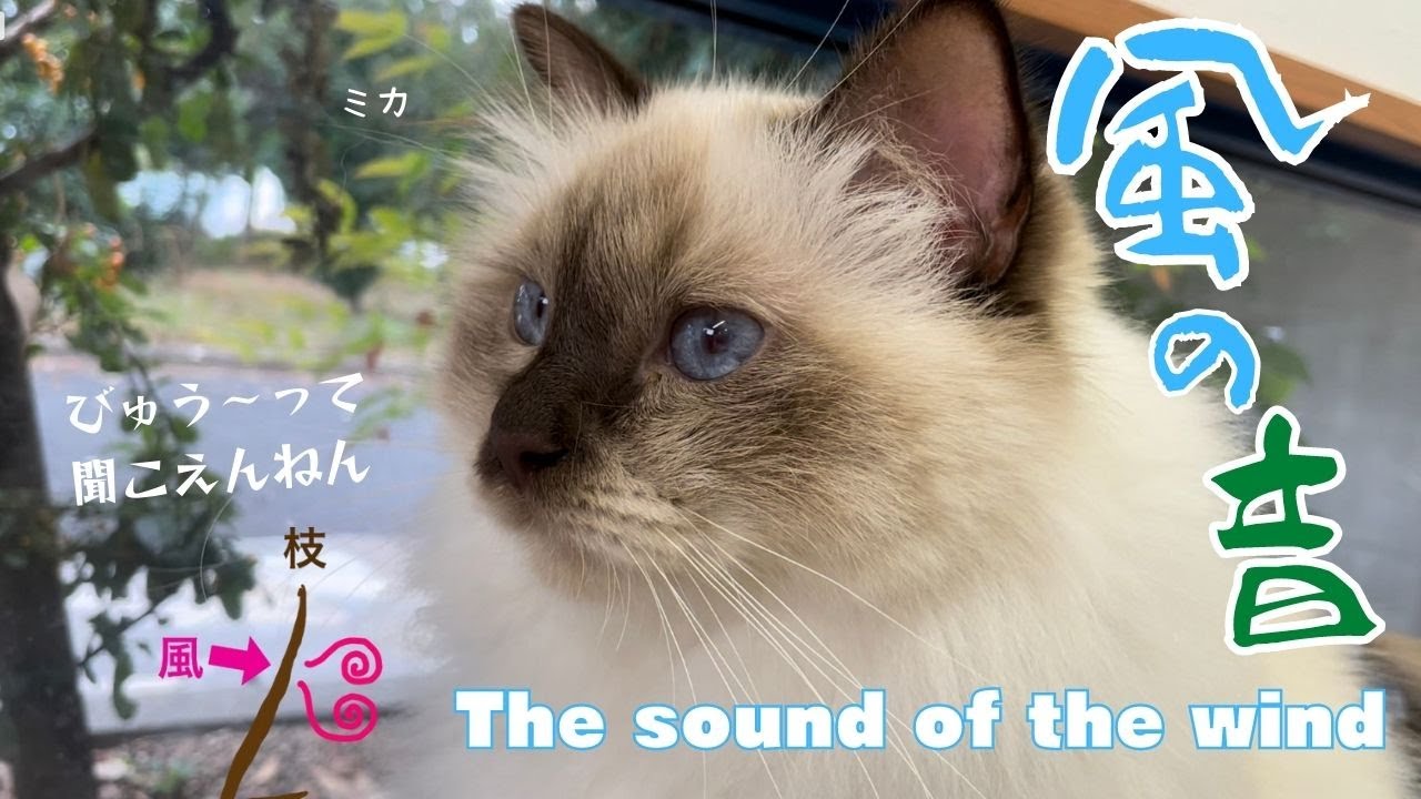 バーマン猫ミカが風を説く【風の音】The sound of the wind（バーマン猫）Birman/Cat