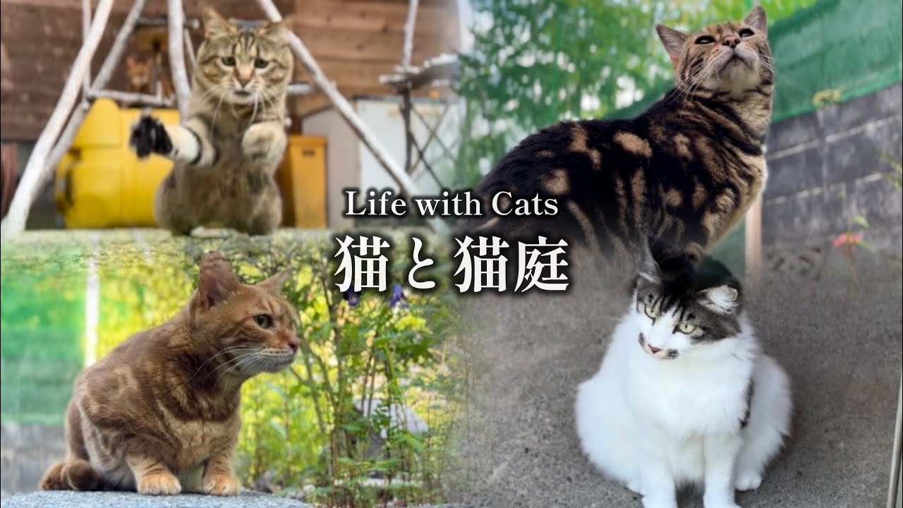 猫庭で遊べる幸せな暮らし でんでんの猫庭見学