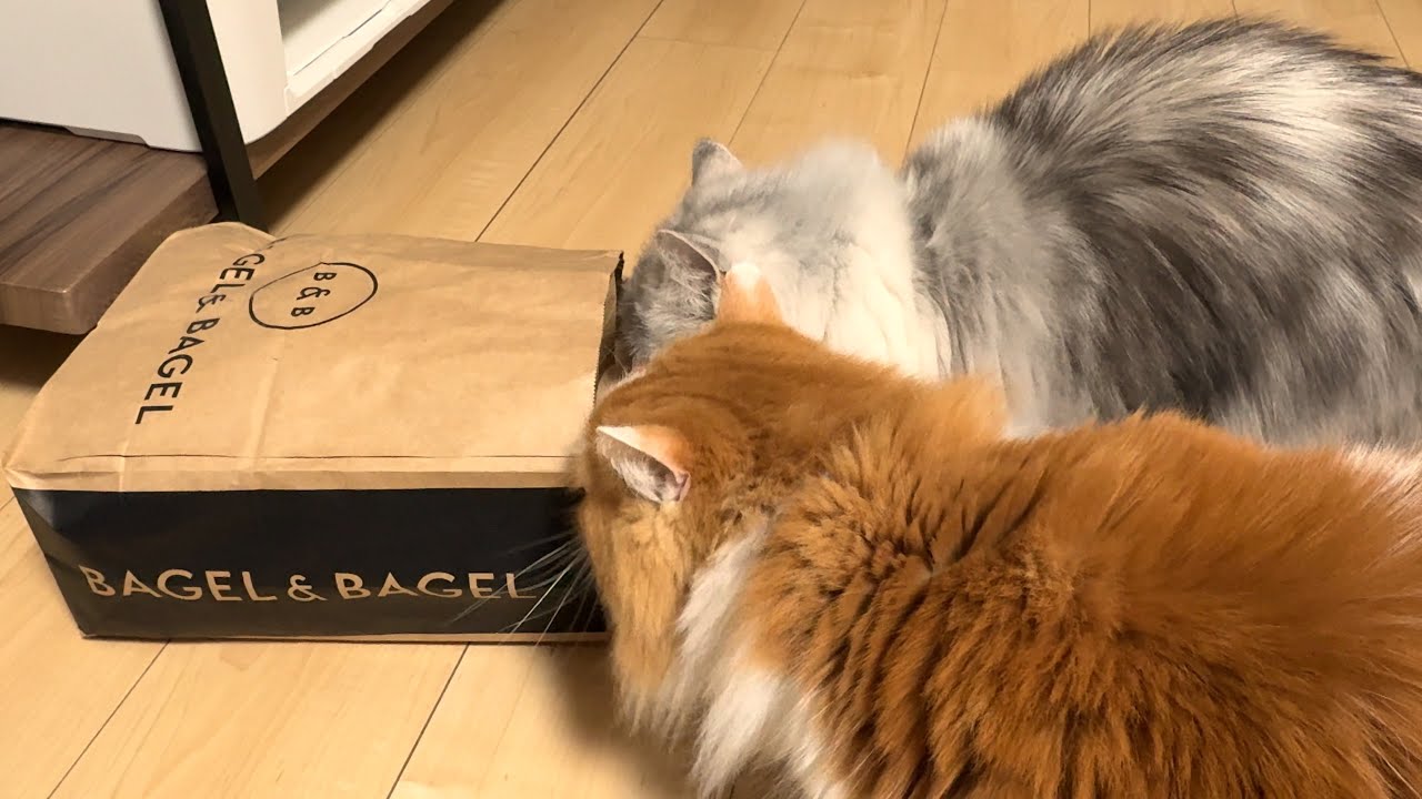 紙袋を置いといたら、お顔しか入れなかったミヌエットとお顔も入れれなかったマンチカン