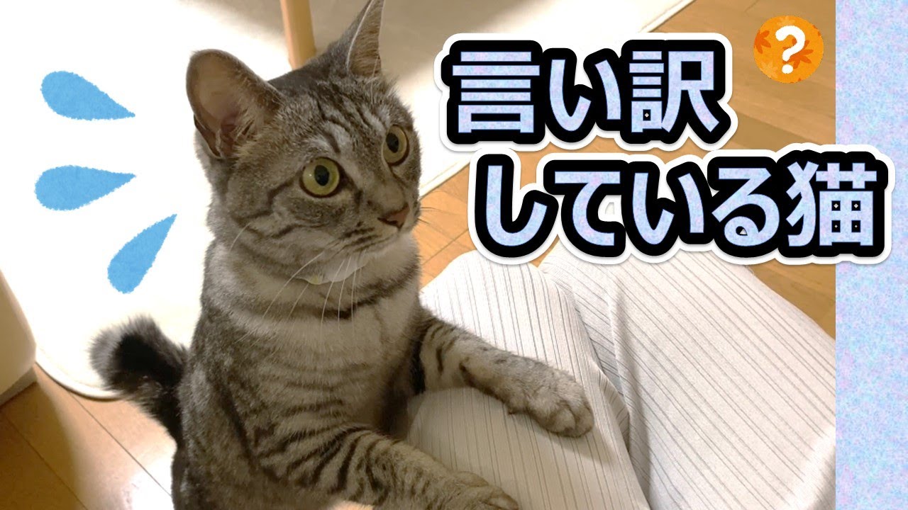 【言い訳する💦スズ😸】グダグダなスズ / 怒られた💢と勘違い😺 / 違うとわかって💖 / おまけの花火😽【スズと二人暮らし】