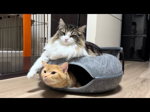 1匹用なのに２段ベッド化させる猫たちがかわいすぎたw