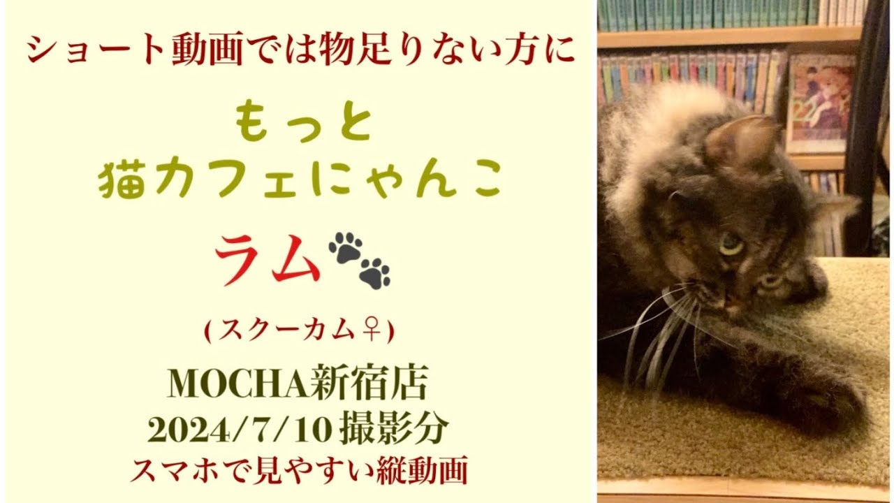 【完全版】　🐱ラム🐱　猫カフェMOCHA新宿店　(スクーカム♀)　2024/7/10 撮影分　　#日替わり猫カフェにゃんこ