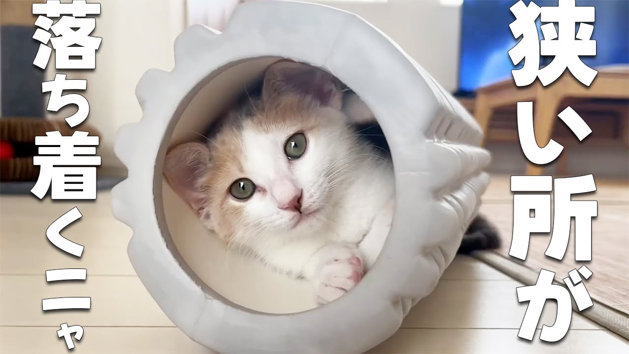 狭い所が好きな子猫…クルクル回ってカワイイ【保護猫・元野良猫】