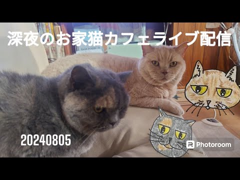 深夜のお家猫カフェライブ配信　１３６