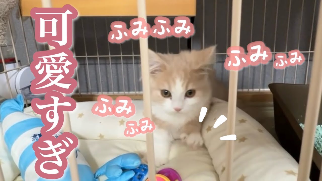 子猫のふみふみとスパイダーマンが見れる動画がこちら