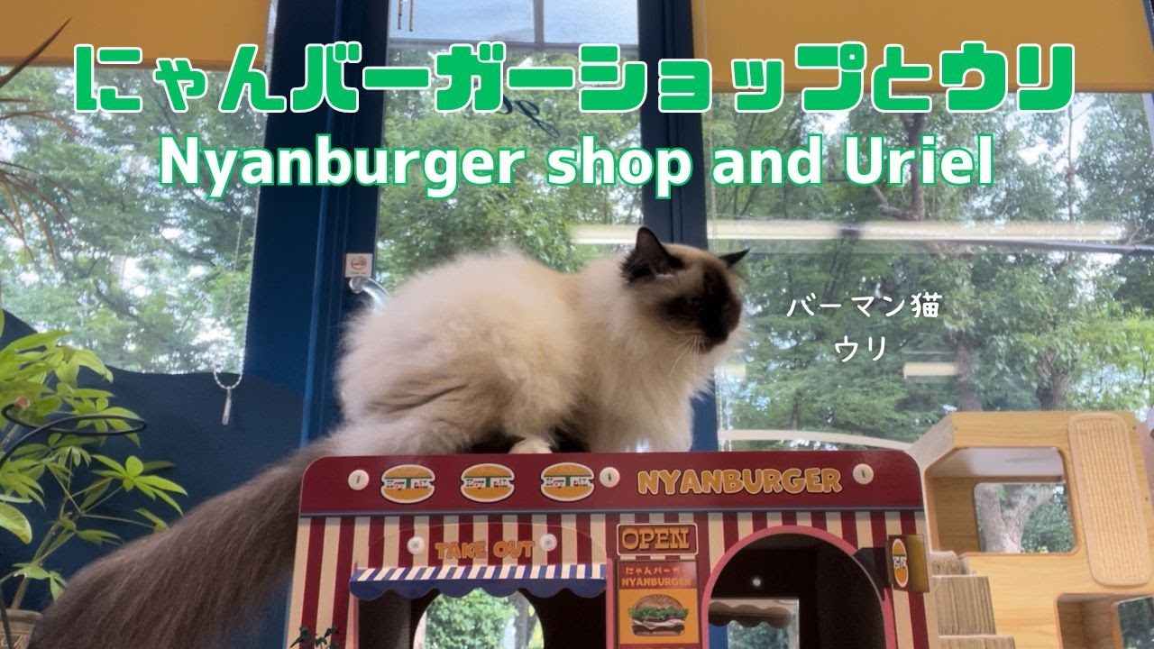 バーマン猫ウリ【にゃんバーガーショップとウリ】Nyanburger shop and Uriel（バーマン猫）Birman/Cat