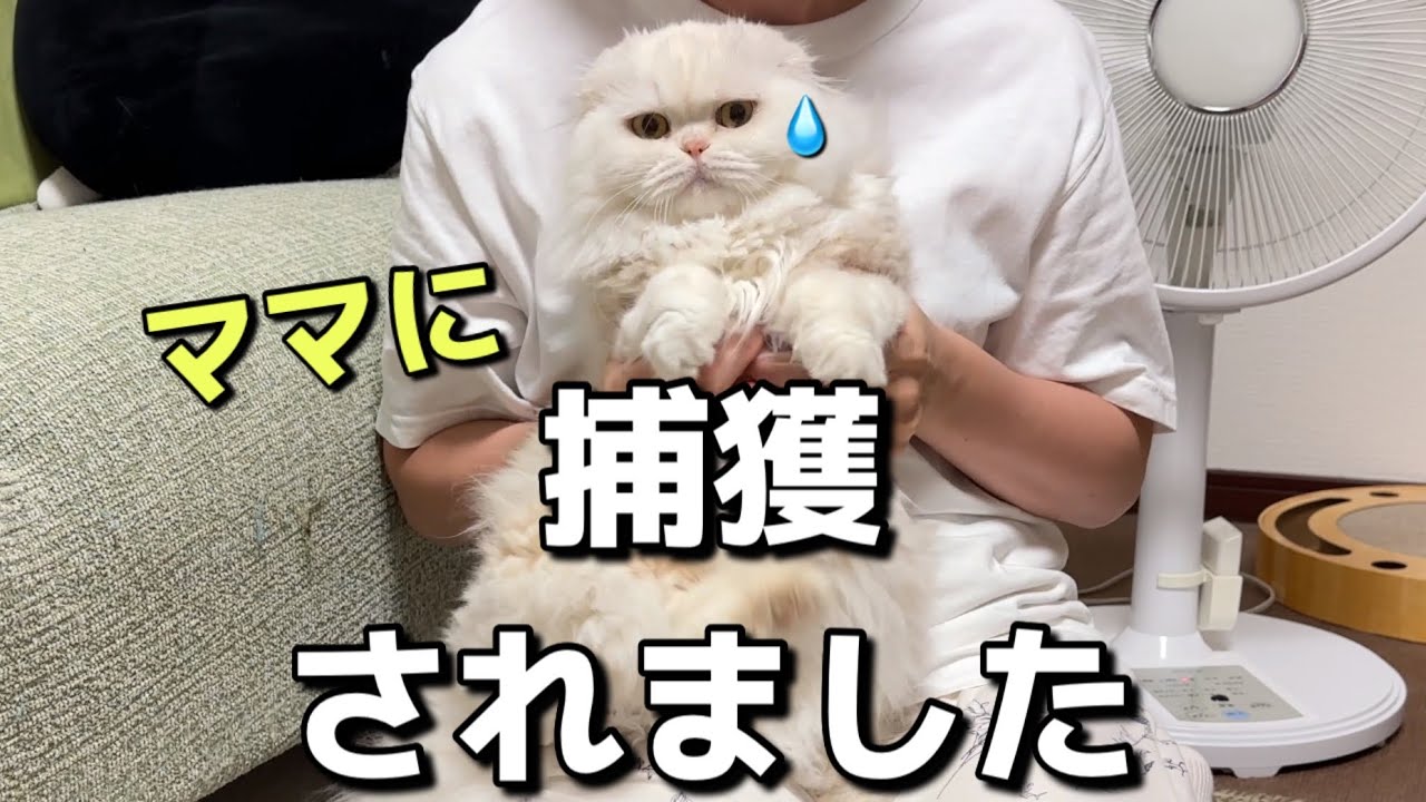 油断してたら捕まってしまいガチで怒ってしまった猫