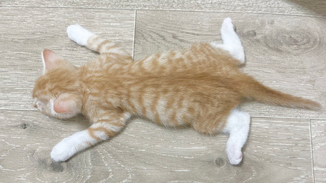 全身でホットカーペットを堪能する子猫【かぐ告兄妹日記#33】Kitten warming its whole body on a hot carpet.