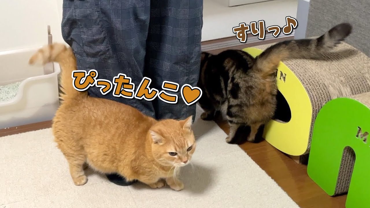 出掛けようとすると甘えて阻止してくる猫たちが可愛すぎる！