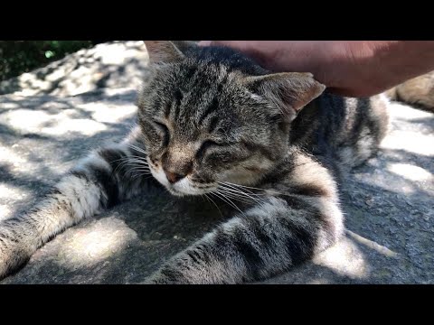 スフィンクス座りでナデナデ待つ山の甘えん坊猫たちかわいい