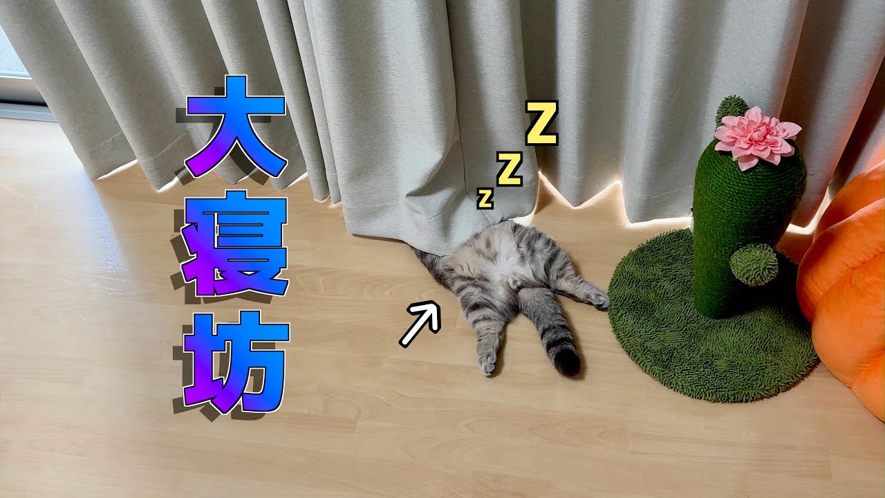 いつも早起きの猫が珍しく寝坊した日がこちらです笑[マンチカンの銀時]