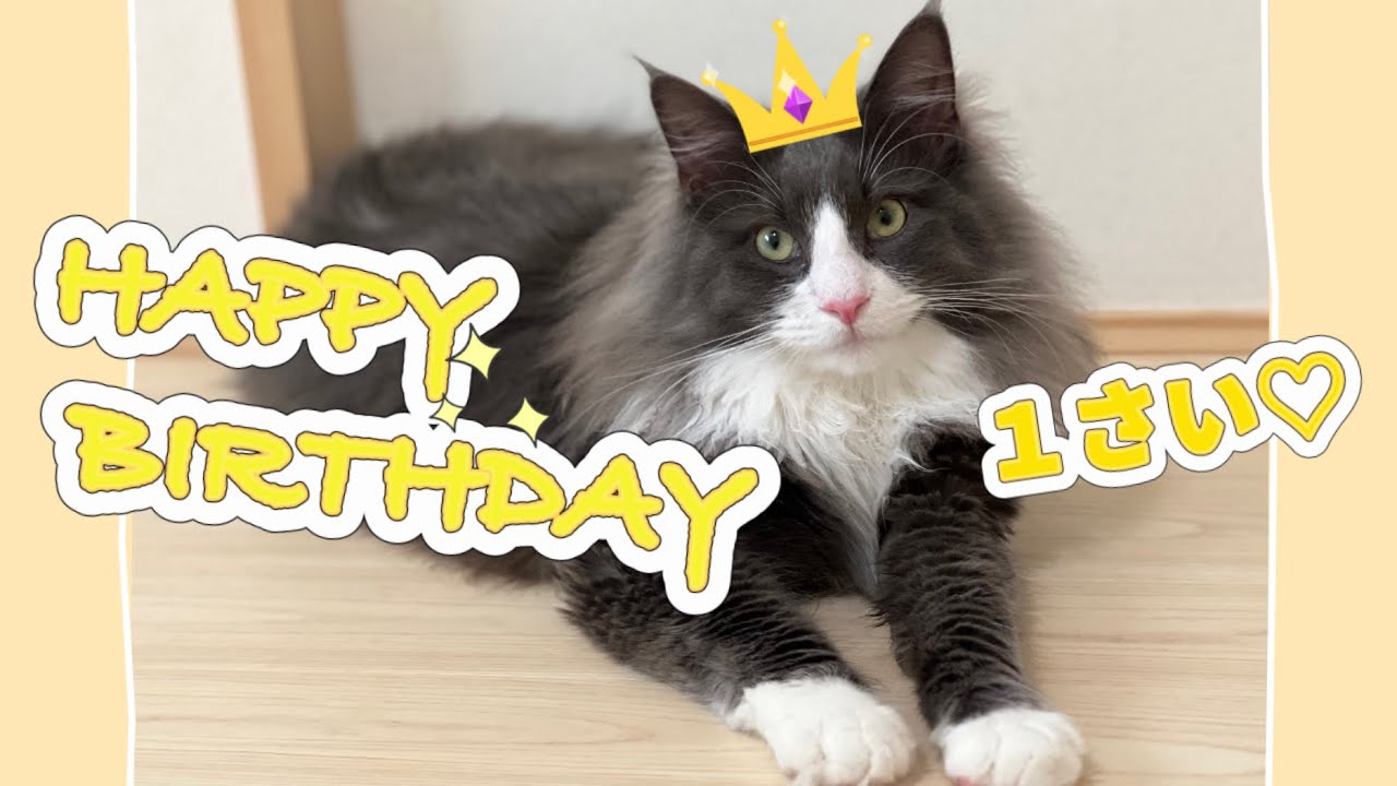 【お誕生日‼︎】アルくん1さいになりました✨もふ猫史上初の出来事が…💦
