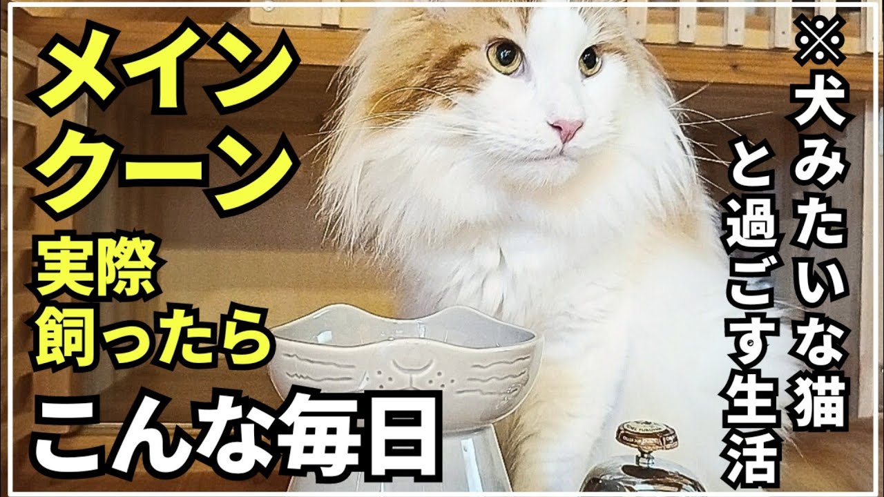 愛猫と仲良くなる方法。パパの場合【大型猫メインクーン】