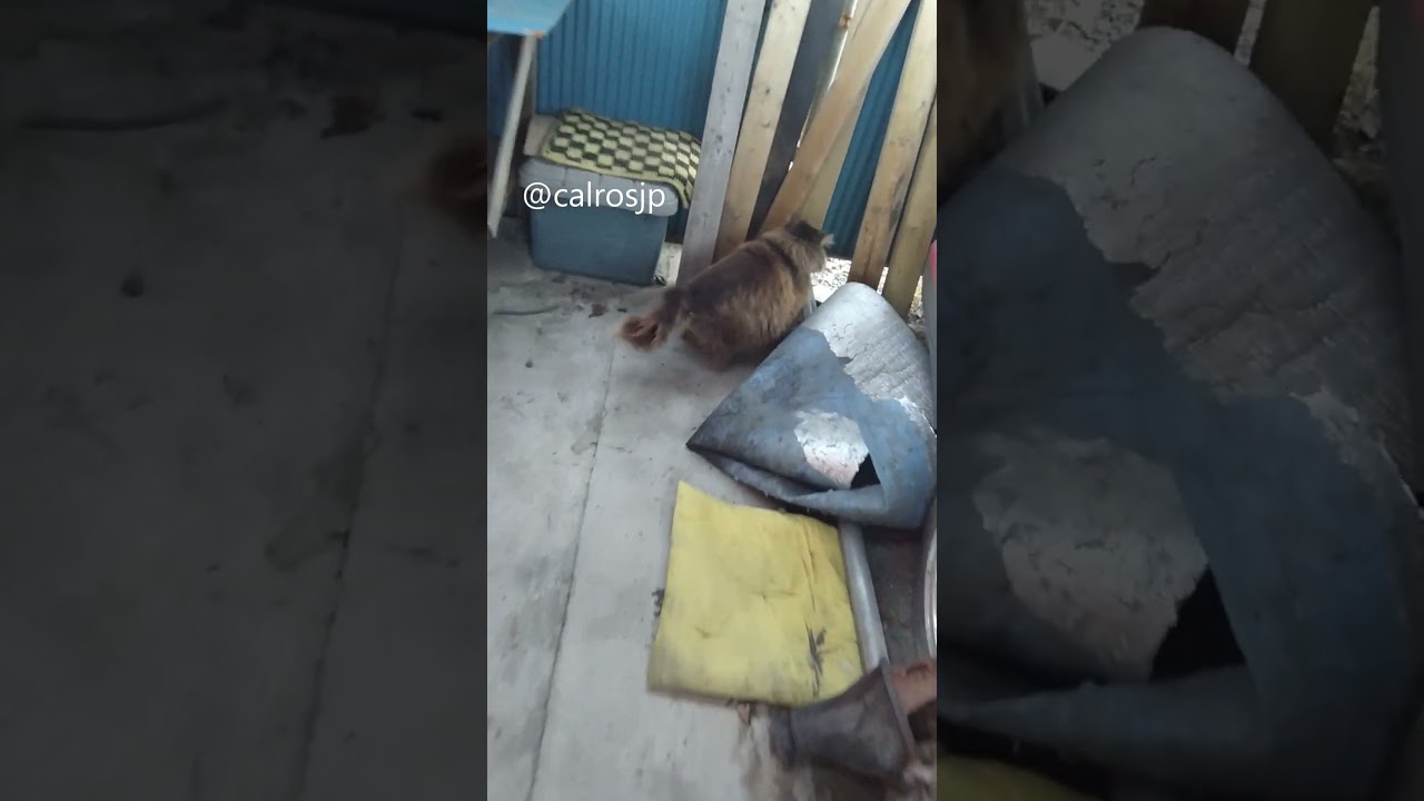 ナワバリ。cats in japan 猫日本